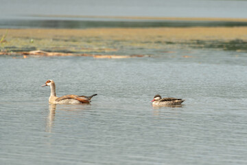 A cute Red-billed teal (Anas erythrorhyncha) swimming amongst Egyptian Geese (Alopochen aegyptiaca)