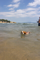 funny spaniel Breton dog swimming with splashing in the water among the waves of the sea with its master. vertical