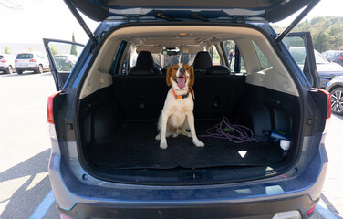 Spaniel Breton dog sitting in car trunk ready for a vacation trip.