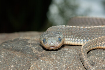 Close-up of a beautiful Cape file snake (Limaformosa capensis), also known as the common file snake 