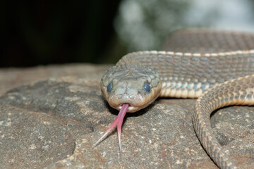 Close-up of a Cape file snake (Limaformosa capensis), also known as the common file snake, flicking its tongue