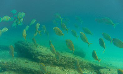 school of yellow fish in mediterranean