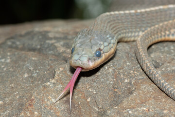 Close-up of a Cape file snake (Limaformosa capensis), also known as the common file snake, flicking its tongue