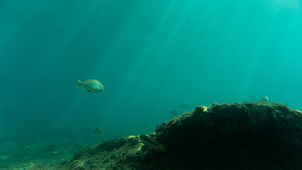Fototapeta na wymiar underwater seabed with sunlight, natural scene, Mediterranean sea.overfishing and damage concept