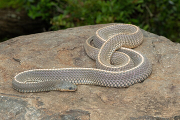 A wild Cape file snake (Limaformosa capensis), also known as the common file snake, curled up on a rock during a late summer's afternoon