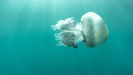 jellyfish in the blue sea.Rhizostoma Pulmo. mediterranean.sunlight