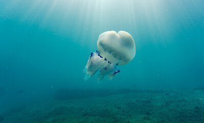 jellyfish in the blue sea.Rhizostoma Pulmo. mediterranean