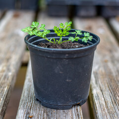 Coriander Seedling close-up