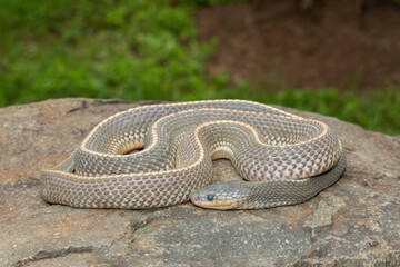 A wild Cape file snake (Limaformosa capensis), also known as the common file snake, curled up on a rock during a late summer's afternoon