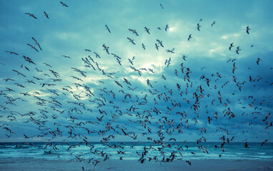 Seascape in the evening. Sunset over the sea. Seagulls flying on the beach. Atlantic Ocean in the...