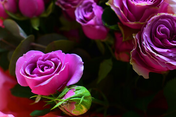 Bouquet of small purple roses. Beauty in nature, a spring bouquet. Floral natural background. Flowering and fragrance 