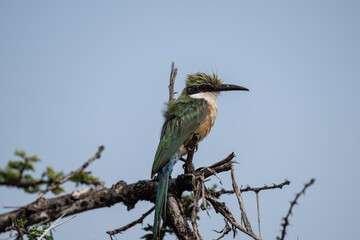 Common kingfisher in natural conditions on a green branch in Kenya National Park