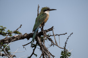 Common kingfisher in natural conditions on a green branch in Kenya National Park