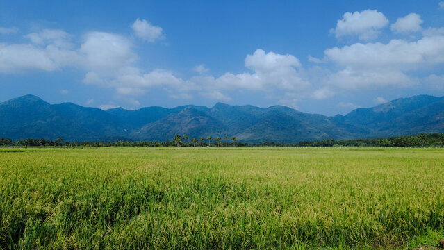 Beautiful green paddy field and western ghats mountain range, Tenkasi, Tamil Nadu