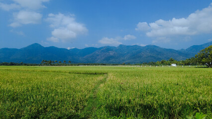 Beautiful green paddy field and western ghats mountain range, Tenkasi, Tamil Nadu