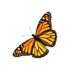 Fototapeta premium monarch butterfly isolated on transparent background.
