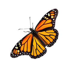 Fototapeta na wymiar monarch butterfly isolated on transparent background.
