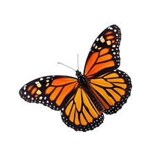 monarch butterfly isolated on transparent background. - obrazy, fototapety, plakaty