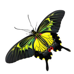 Queen Alexandra's Birdwing Butterfly Isolated on transparent background. - obrazy, fototapety, plakaty