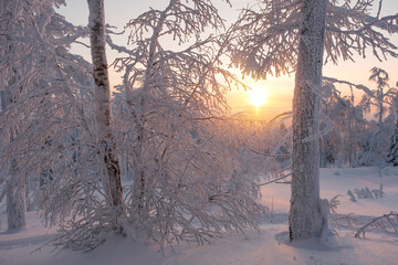 Winter snow-covered trees in the Ural mountains