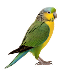 Full body portrait of a green parakeets isolated on transparent background