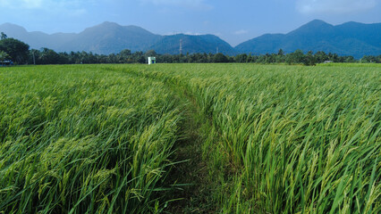 Beautiful green paddy field and western ghats mountain range, Tenkasi, Tamil Nadu