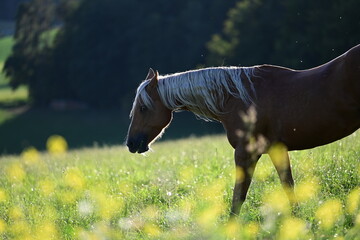 Pferdefreiheit. Schönes goldenes Pferd frei auf der Blumenwiese im Gegenlicht