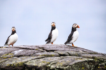 Fototapeta premium Puffins’ Coastal Perch in the Wilderness