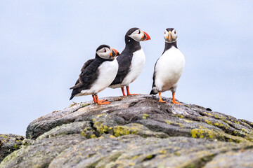 Fototapeta premium Puffins’ Coastal Perch in the Wilderness