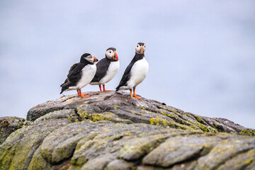 Puffins’ Coastal Perch in the Wilderness