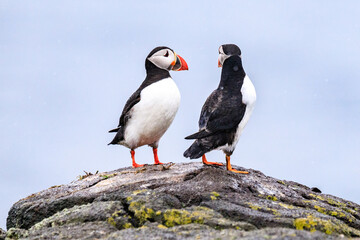 Puffins&rsquo; Coastal Perch in the Wilderness