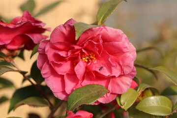 Obraz premium Ant on pink sasanqua petals