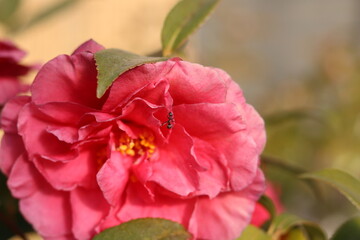 Pink sasanqua and black ant