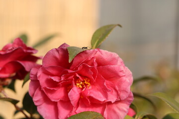 Ant walking on a pink sasanqua flower