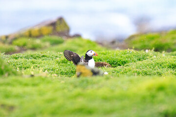 Highland Cow Grazing in a Peaceful Meadow
