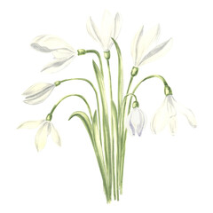 Watercolor bouquet of white snowdrops flower. Isolated hand drawn illustration spring blossom saffron. Floral botanical template for postcard, packaging and tableware, textile and sticker, embroidery