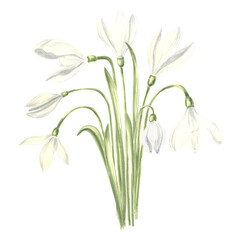 Fototapeta premium Watercolor bouquet of white snowdrops flower. Isolated hand drawn illustration spring blossom saffron. Floral botanical template for postcard, packaging and tableware, textile and sticker, embroidery