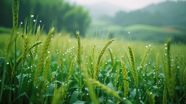 A picture of a grass field with water droplets on it. Perfect for nature and environment-related projects