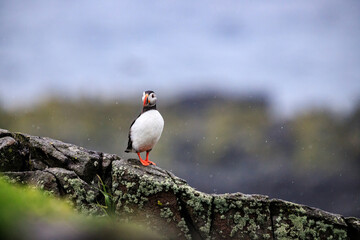 A Curious Puffin on Rocky Terrain
