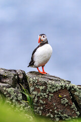 A Curious Puffin on Rocky Terrain