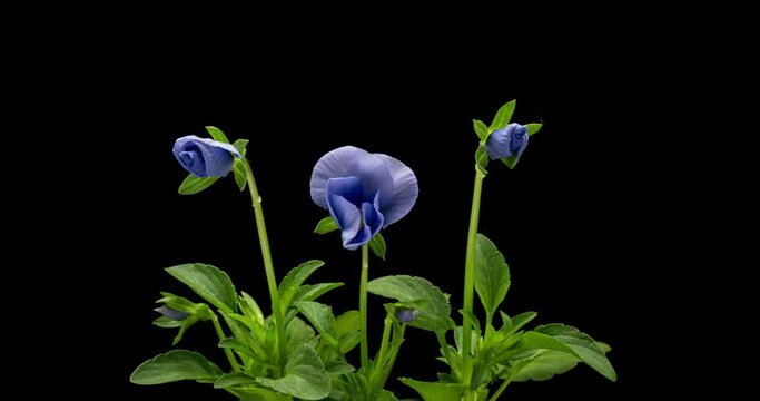 Time lapse of opening blue Pansy flower (Viola tricolor) isolated on black background