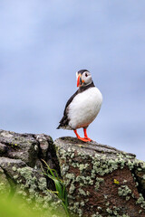 A Curious Puffin on Rocky Terrain