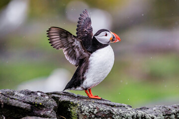 A Puffin Spreads Its Wings Amidst Nature’s Beauty