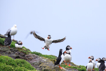 Puffins in Flight and Rest Amidst the Greenery