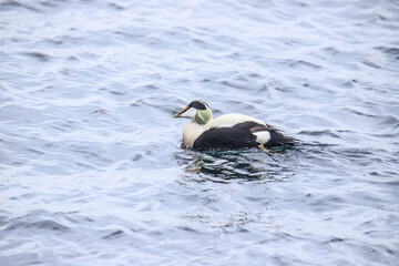 A Majestic Eider Rests Amidst the Greenery of Isle of May