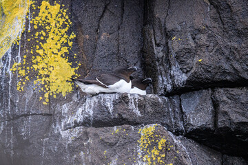 Razorbills Nesting Amidst Golden Blooms on Isle of May