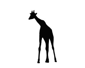 Black giraffe sill silhouette transparent PNG