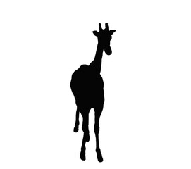 Black giraffe sill silhouette transparent PNG