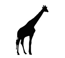Black giraffe sill silhouette transparent PNG