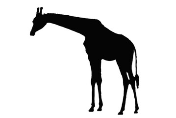 Black giraffe sill silhouette transparent PNG